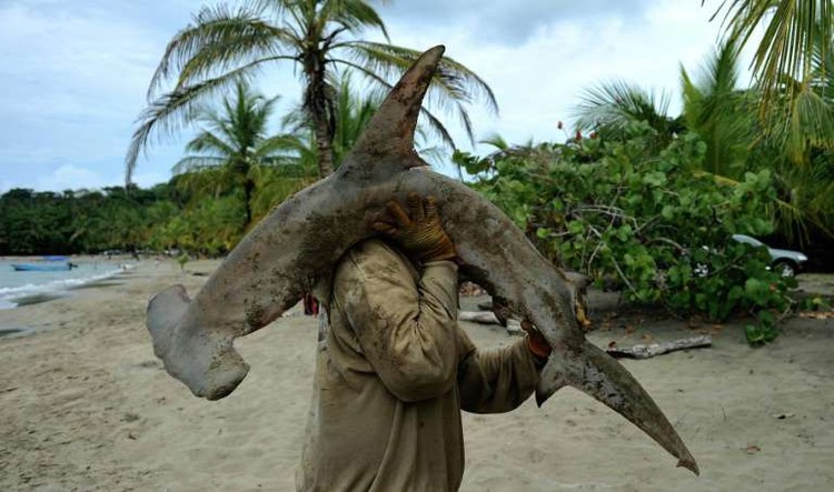 Dramatic shark decline leaves 'gaping hole' in ocean: study