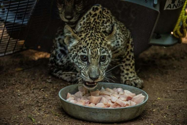 Nicaragua operation rescues two endangered jaguar cubs