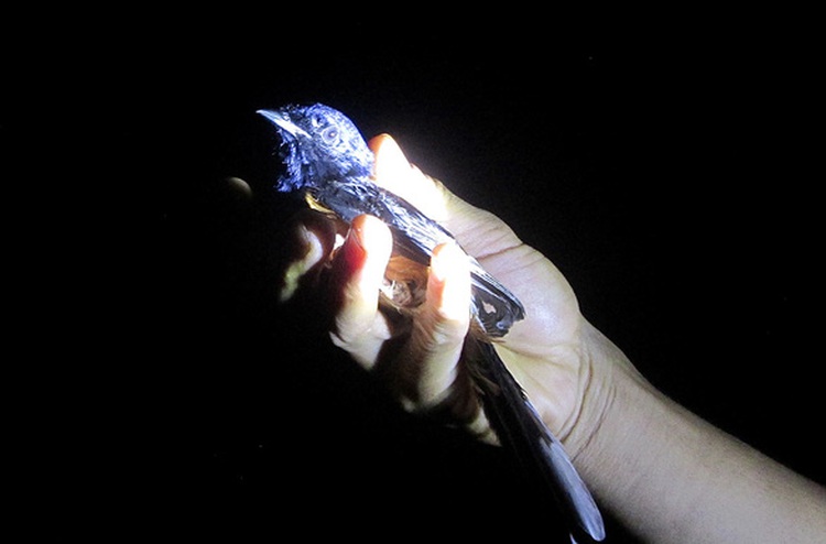 Forest rangers protect Vietnam’s natural beauty