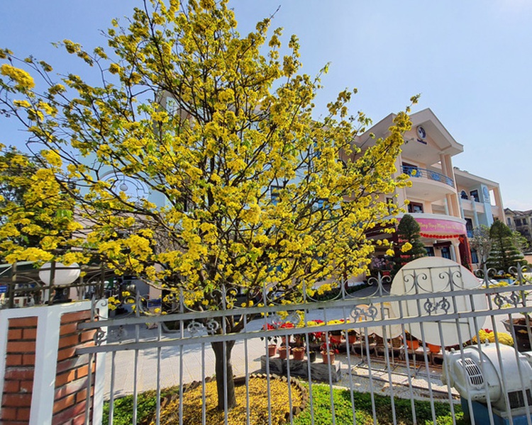 Province in central Vietnam encourages households to plant uniform flowering trees