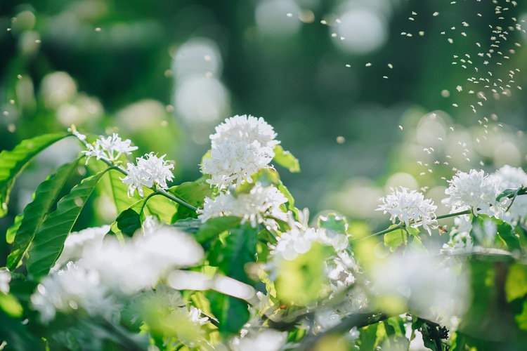 Blooming coffee flowers a hidden gem in Vietnam’s Central Highlands