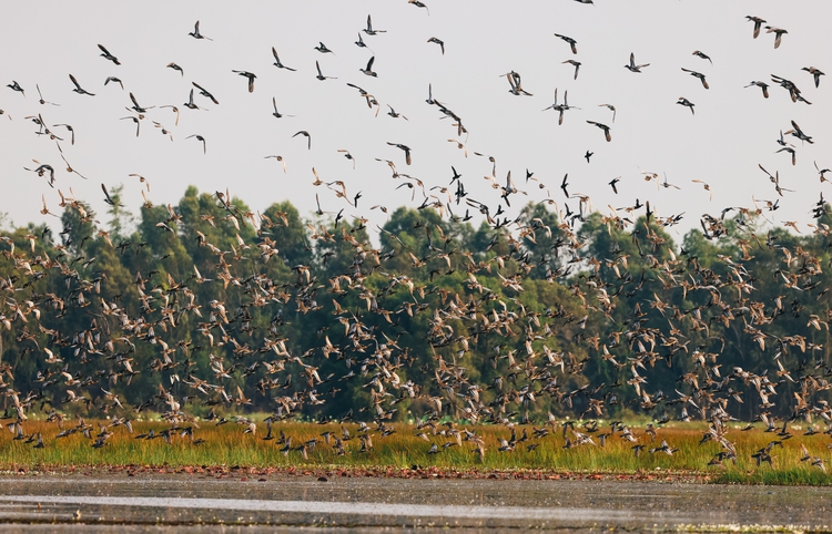 Birds return to their 'paradise' in Vietnam’s Mekong Delta