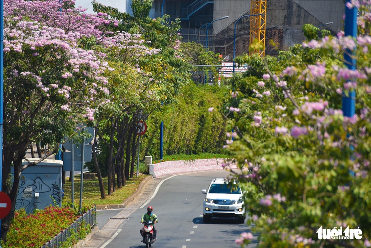 Saigon tickled pink as rosy trumpet flowers bloom