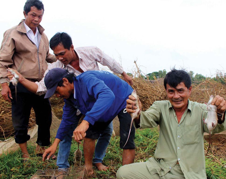 City in Mekong Delta of Vietnam unveils $1.3mn plan for mouse extermination
