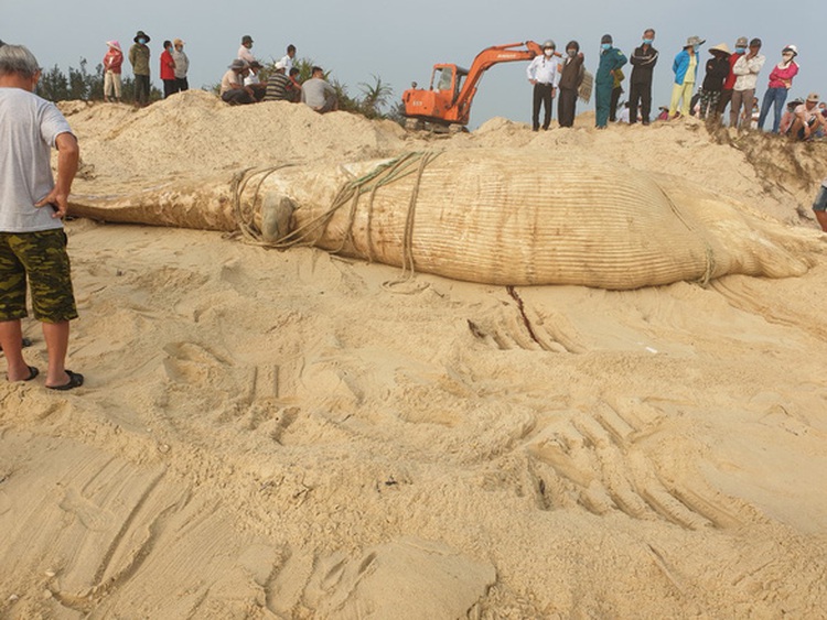 Massive whale carcass washes up on central Vietnam shore