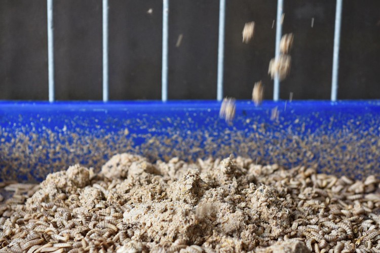 Munching maggots help Singapore startup secure lucrative biomaterial
