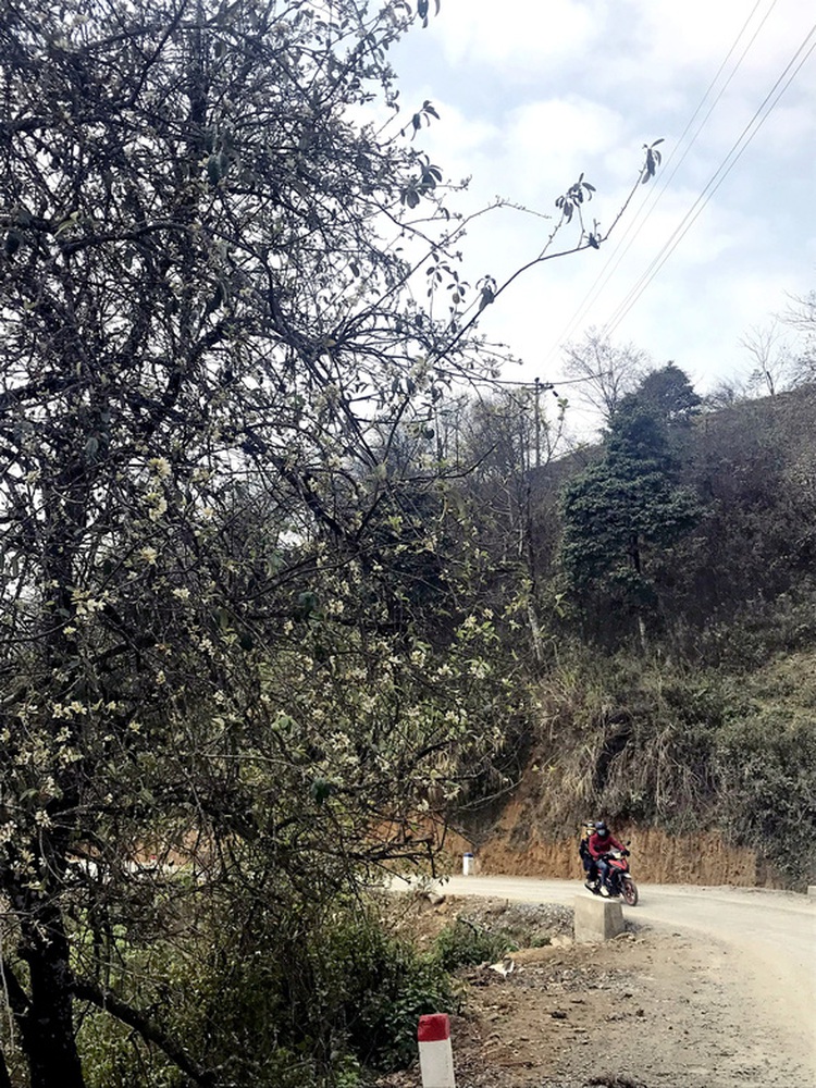 Docynia indica blossoms brighten northwest Vietnam