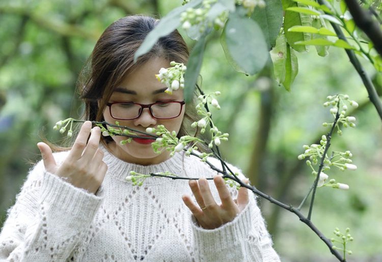 Busy as a bee: Vietnamese farmers stick to hand pollination in pomelo garden