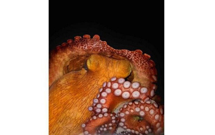 Do octopuses have dreams? Tiny ones, probably