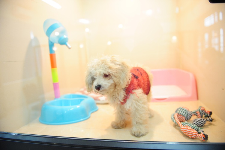 Vietnam to fine people for beating, torturing pets