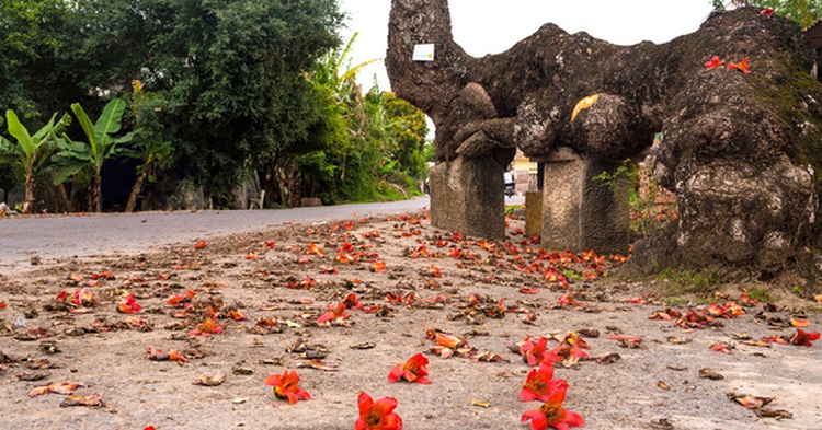 In kapok blooming season, flowers set the sky on fire in Vietnam