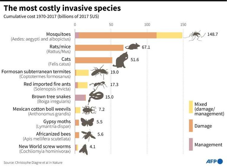 Snakes, rats and cats: the trillion dollar invasive species problem