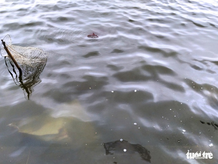 Pollution turns Hanoi’s West Lake moss green: Environment authority