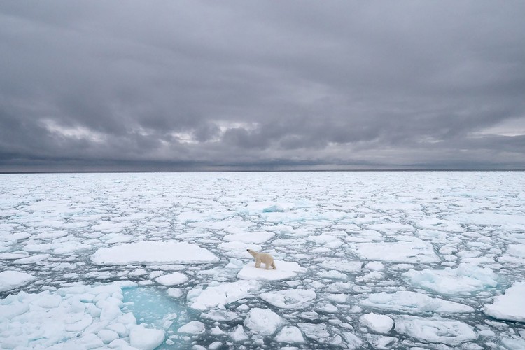 Polar bears forced to forage eggs as warming shrinks hunting grounds