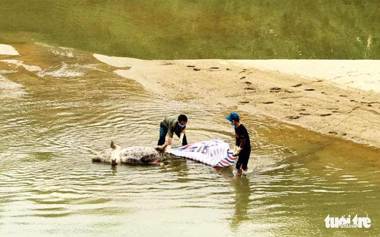 Locals dump dead pigs into rivers amidst African swine fever epidemic in Vietnamese province