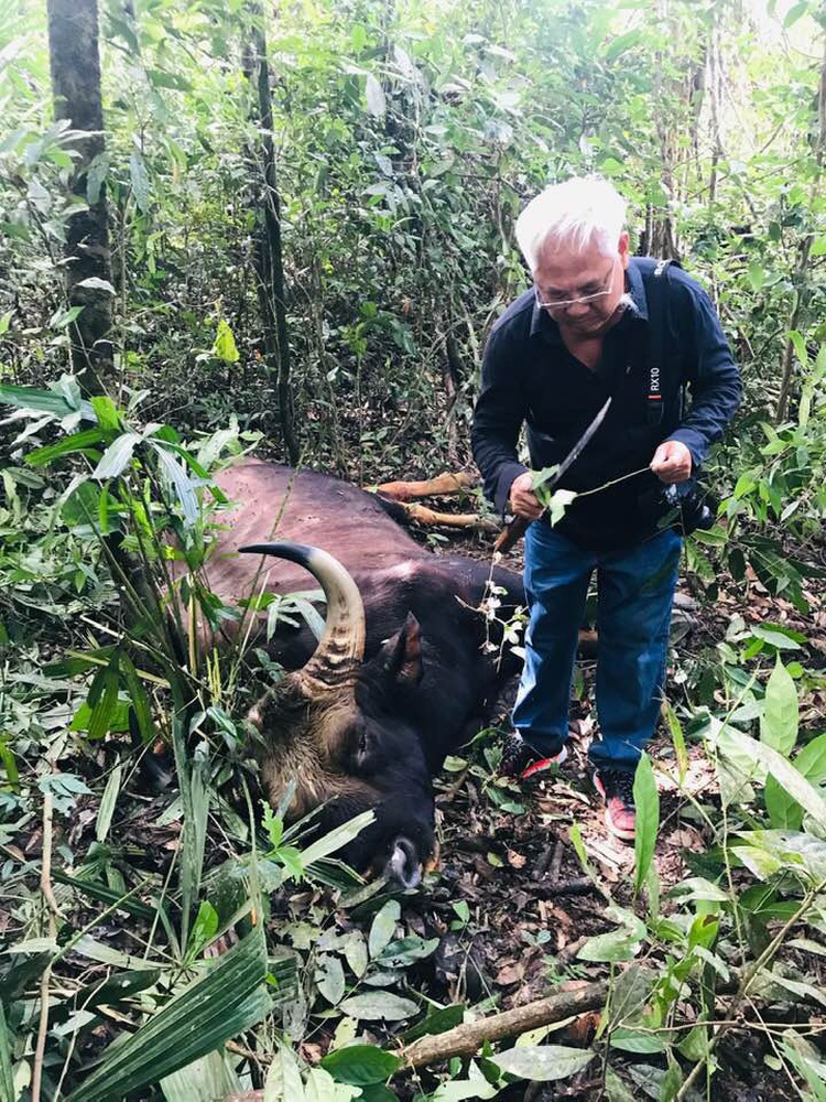 Gaur kept as specimen after dying of old age at Vietnam nature reserve