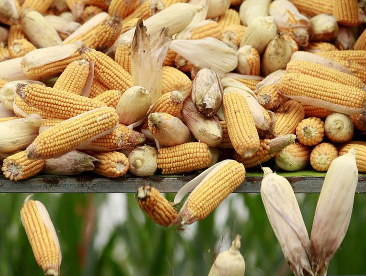 High prices nibble at corn's sway as Asian feed buyers switch to wheat