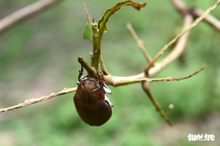 Fruit growers suffer great losses from beetle devastation in Vietnamese province
