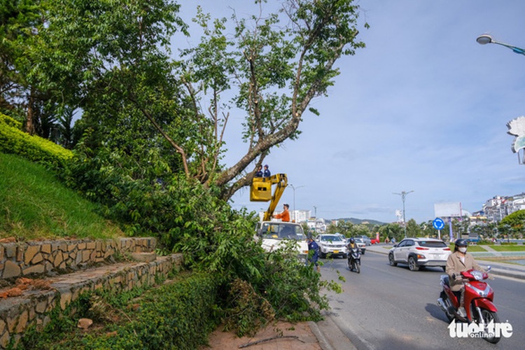 Vietnam's Da Lat knocks down, moves age-old trees for street expansion
