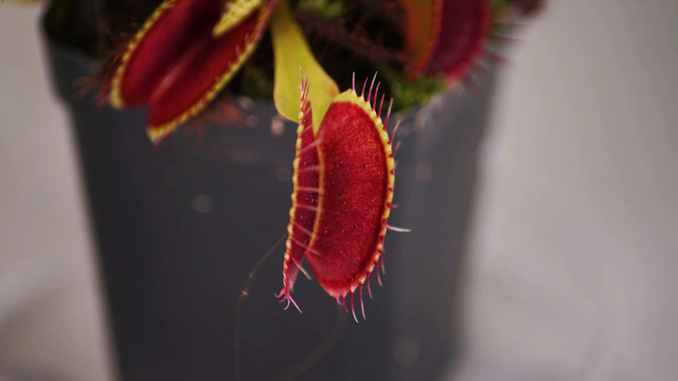 Singapore researchers control Venus flytraps using smartphones