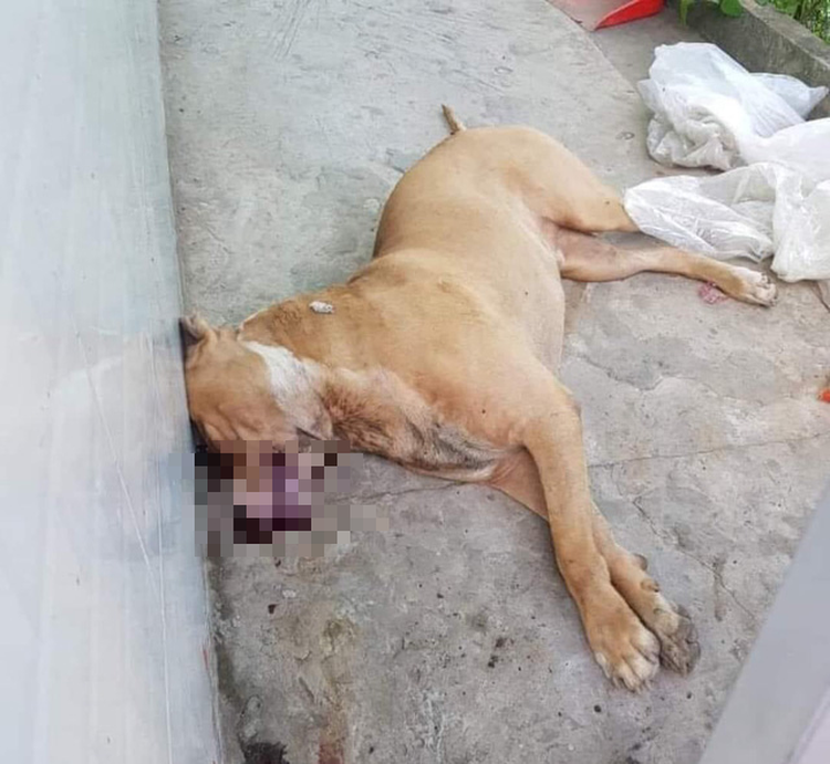 Pit bull euthanized after fatally attacking man, injuring owner in Vietnam