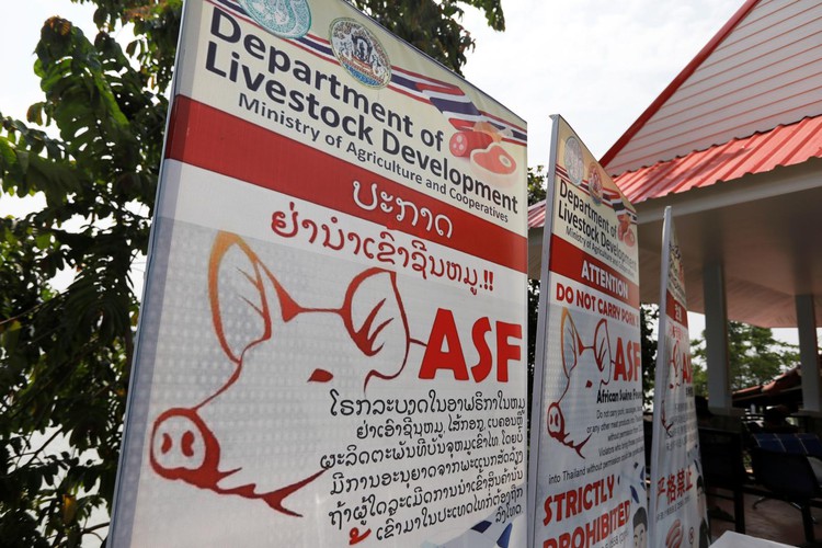 Vietnam to suspend live pig imports from Thailand over African swine fever