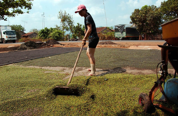 Vietnam farmers warned not to expand black pepper crop to avoid glut