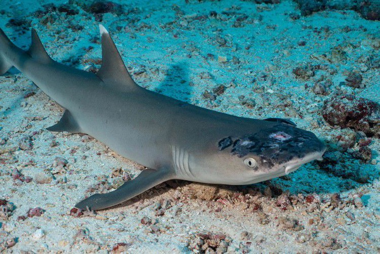 Malaysia's reef sharks stricken with mystery skin disease