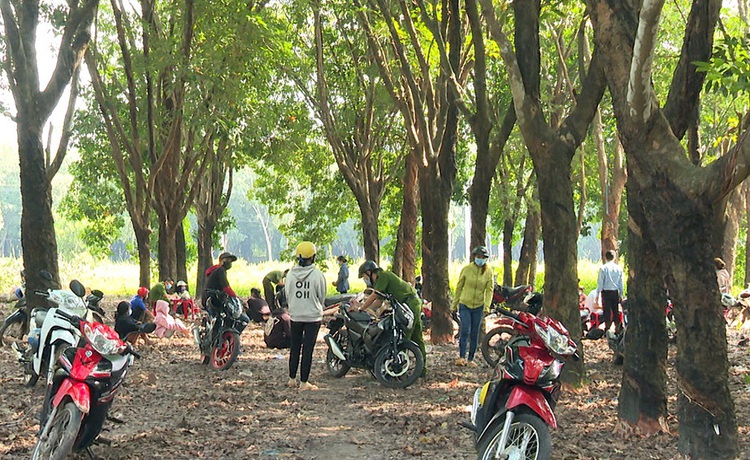 Company, employees fined for gathering at plantation for work against COVID-19 ban in Vietnam