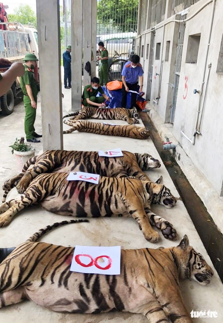 Residents turn homes into illegal tiger farms in north-central Vietnam