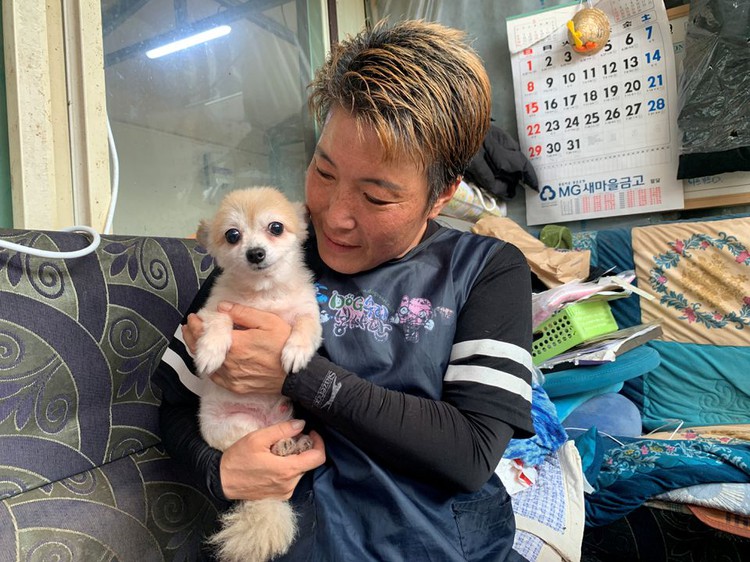 S.Korea to grant legal status to animals to tackle abuse, abandonment