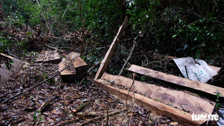14 people prosecuted for deforestation in Vietnam’s Central Highlands