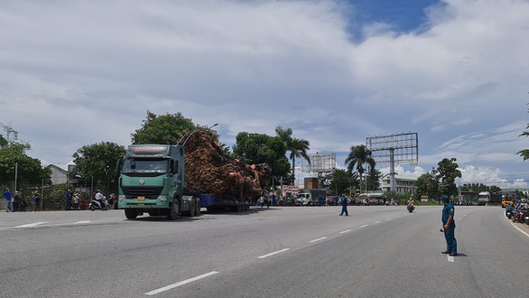 In central Vietnam, centuries-old banyan tree relocated after fatally crushing passer-by