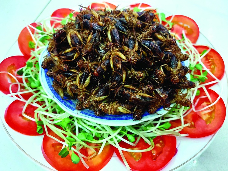 A bug’s afterlife: Vietnamese diners find growing appetite for farmed insects