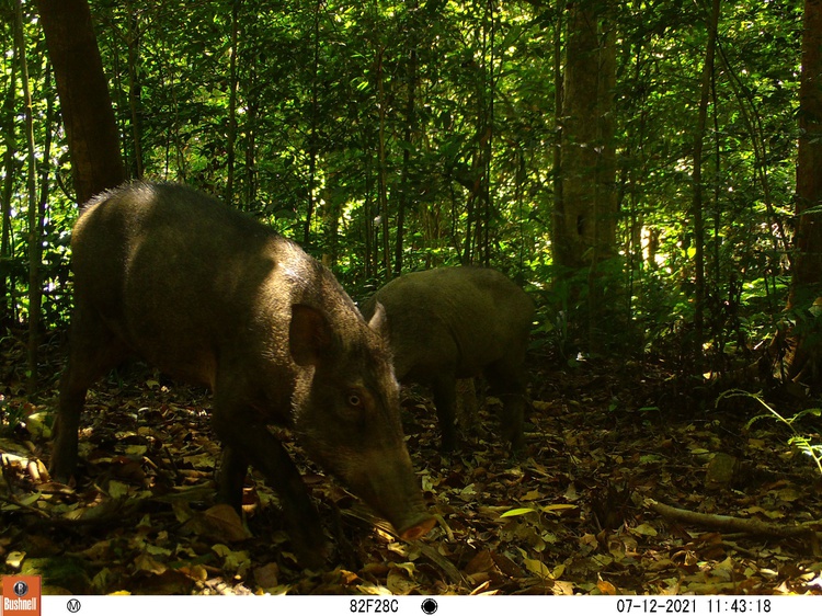 Camera traps prove efficiency in Vietnam’s wildlife sanctuaries