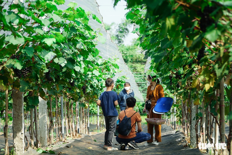 Hanoi residents get closer to nature at fruitful vineyard