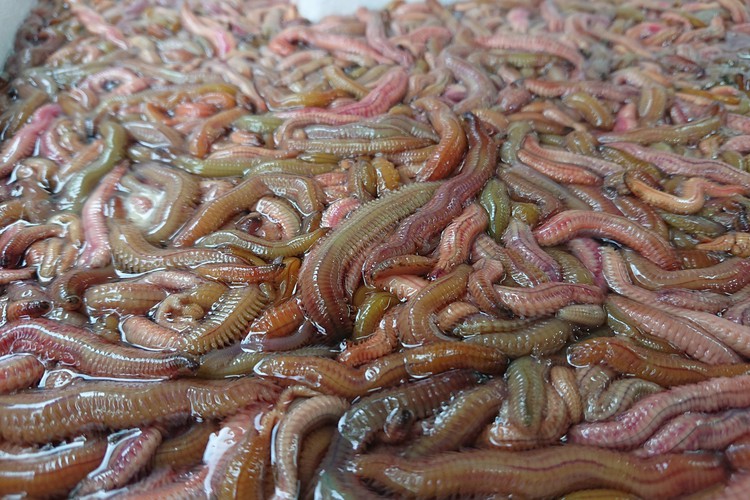 In photos: Cha ruoi - Vietnam’s famous sand worm omelet