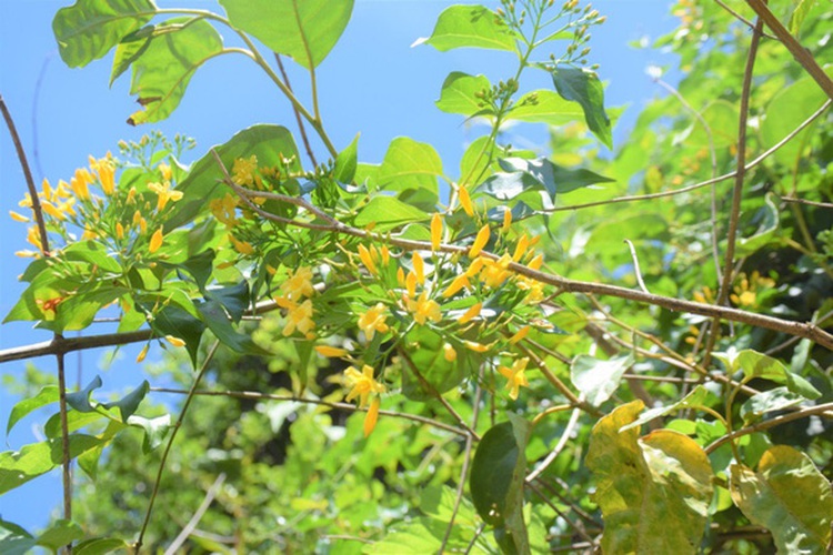 Siblings die after ingesting poisonous grass in Vietnam