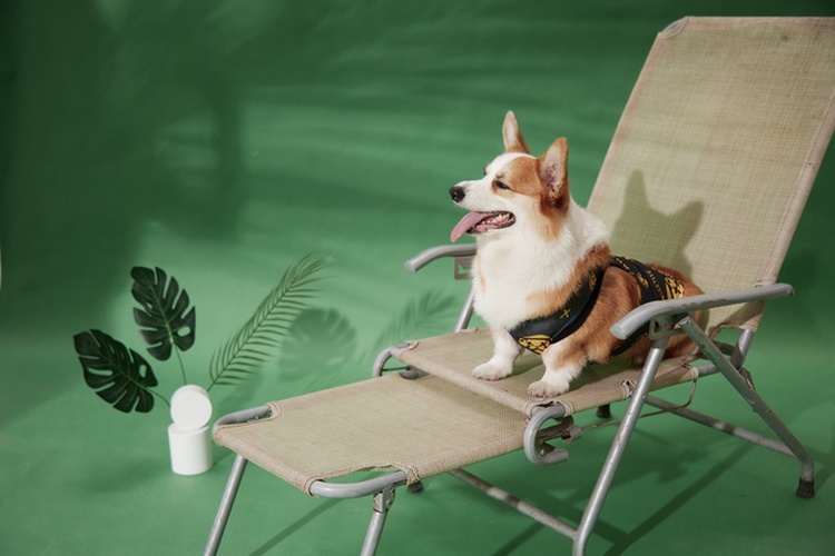 Paws up! Pampered pets in Vietnam bound into social media spotlight