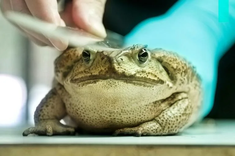Taiwan rushes to contain sudden cane toad invasion