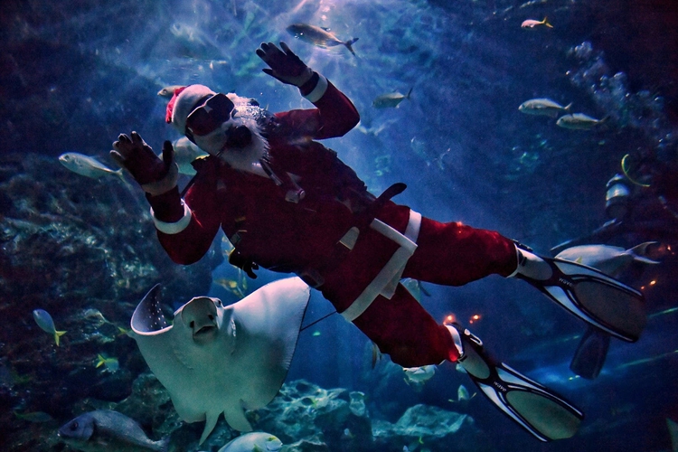 Better watch out, better not bite: Thai Santa divers feed sharks