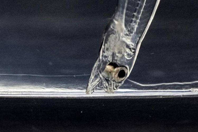 Adored and endangered: the complex world of the Japanese eel