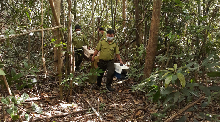 Ho Chi Minh City releases over 200 endangered wild animals into nature
