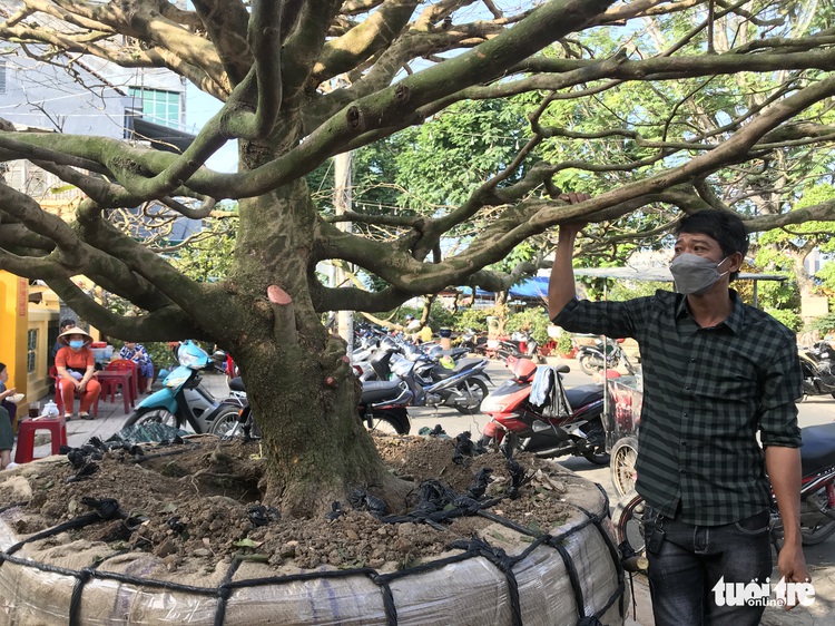 50-year-old yellow apricot tree sold for $264,000 in Vietnam’s Mekong Delta