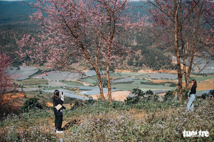 Vietnam’s Da Lat ranks third among world’s top flower destinations