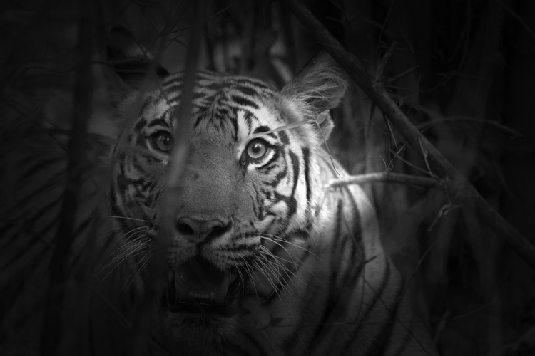 Humans decide whether tigers continue to be part of their future: Swedish photographer