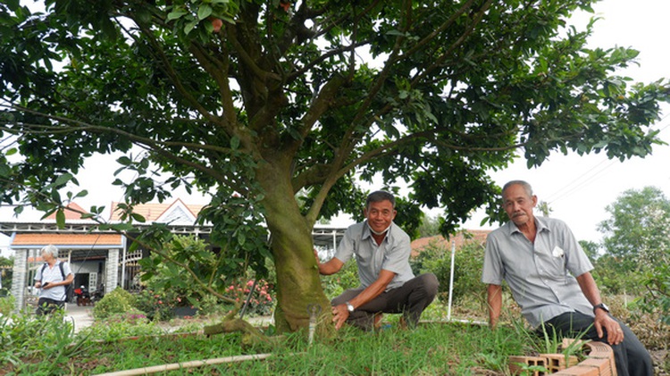 Blooming miracles: Apricot trees bring fortunes to Vietnam’s Mekong Delta villagers