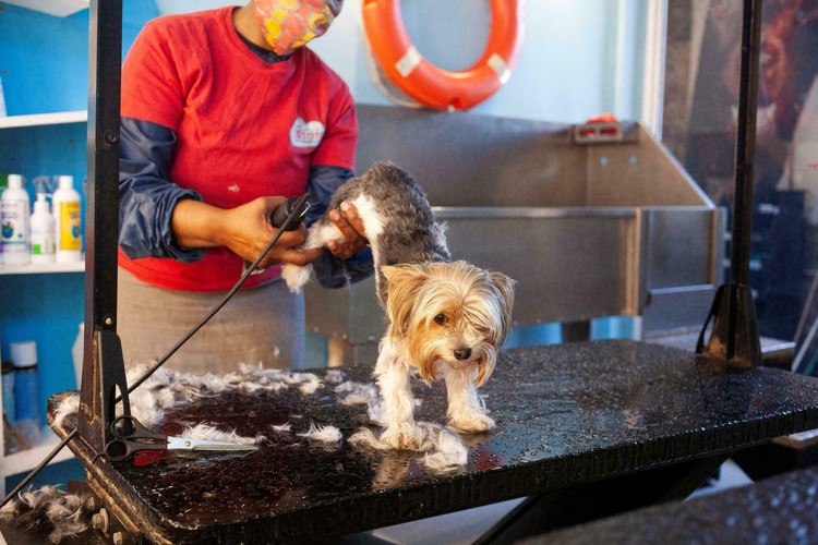 South Africa's luxury dog hotels give paws for thought