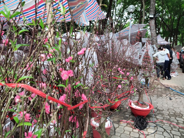 As Tet nears, peach blossoms, kumquat trees, potted chrysanthemums brighten Ho Chi Minh City