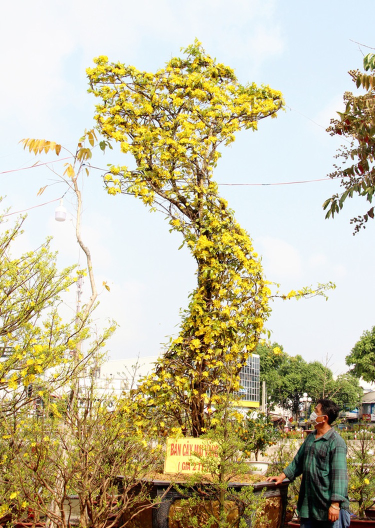 Vietnam map-shaped yellow apricot tree surprises viewers in Mekong Delta